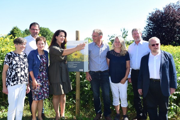 Positives Zwischenfazit für ersten großflächigen Anbauversuch mit der Becherpflanze Silphie